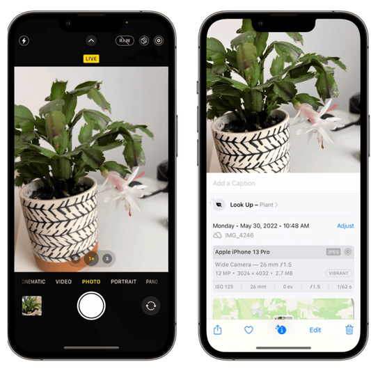 How to identify any plant on your iPhone