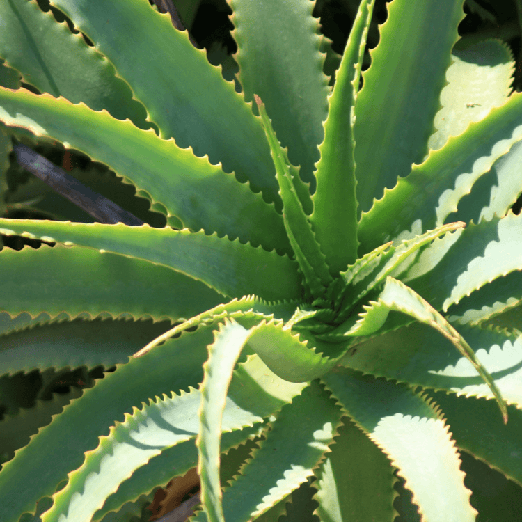 Indoor Houseplants That Originate From Africa The Botanical Bar