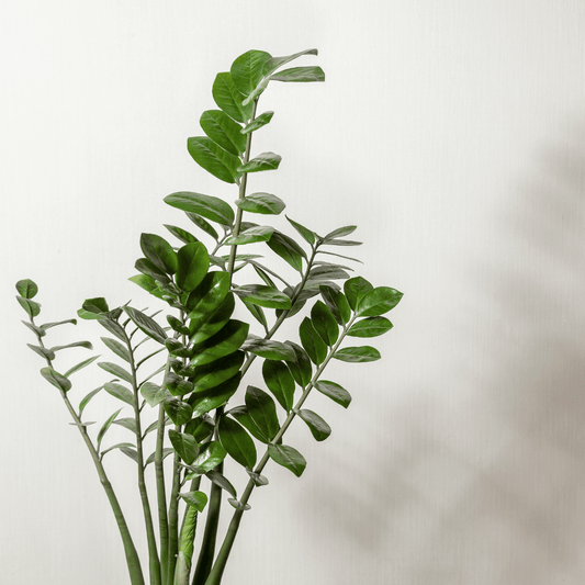 Low Light Houseplants to Brighten Up Your Home