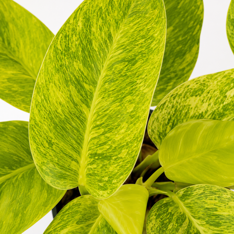 Meet Philodendron 'Calkins Gold' Care Guide