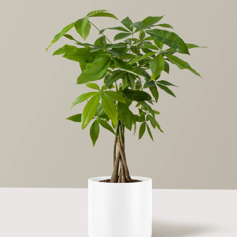 Money Tree (Pachira Aquatica) Care