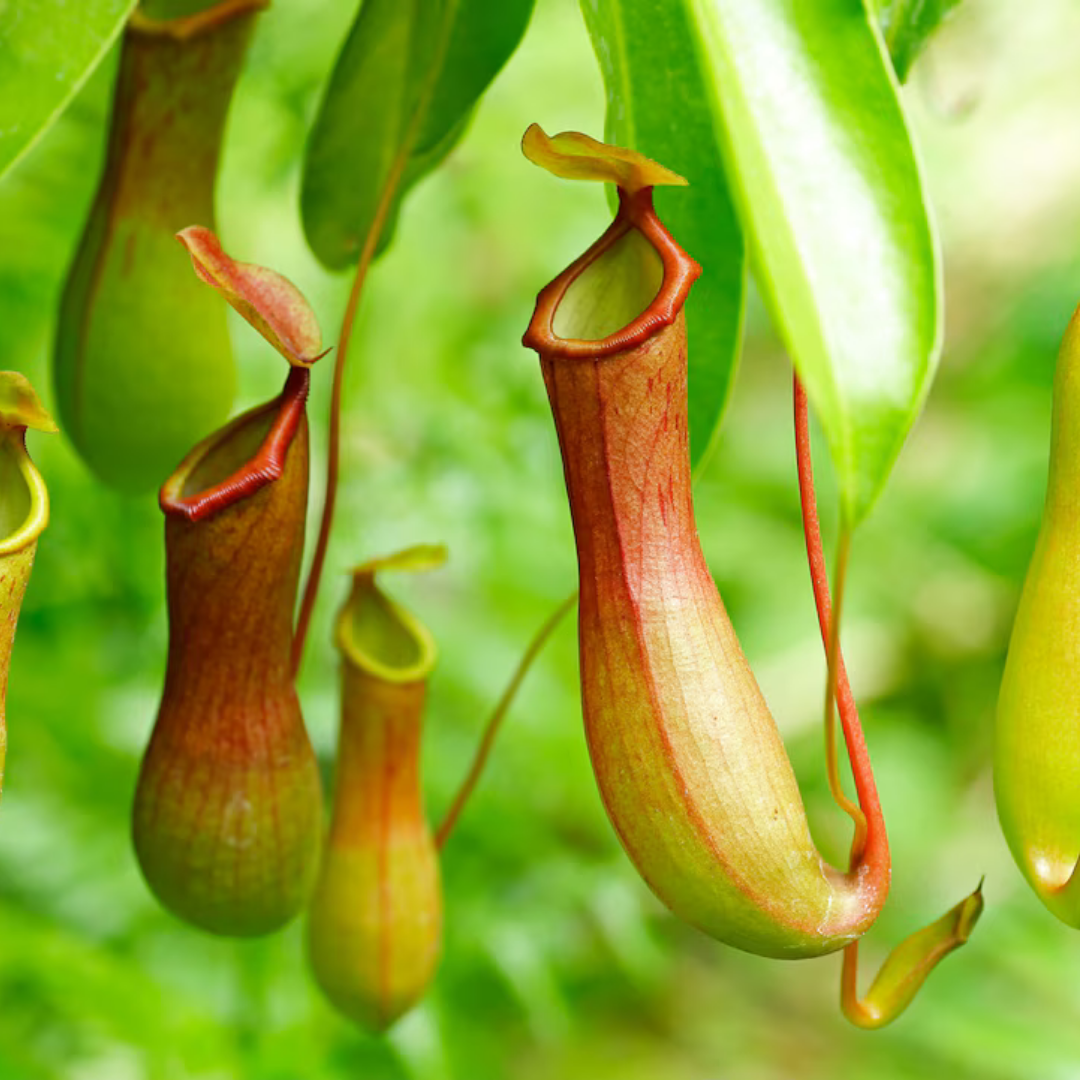Nepenthes Alata Care Guide Your Carnivorous Beauty nepenthes-alata-care-guide-your-carnivorous-beauty