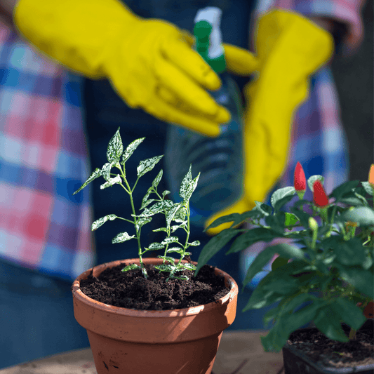 Plant Care 101: How to Fertilize Your Houseplants