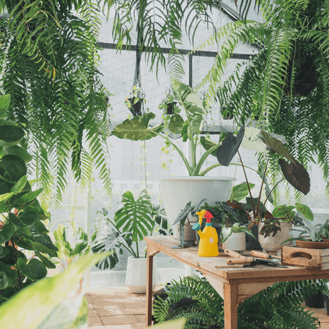 Plant Care Before Vacation: Tips to Keep Your Plants Thriving