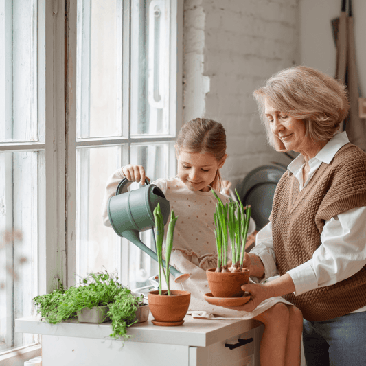 Plant Care Essentials: Finding the Best Fertilizer for Your Houseplants