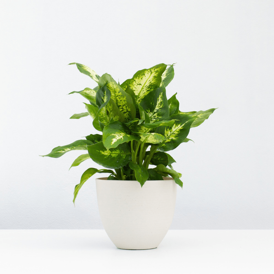 How to care for Dieffenbachia
