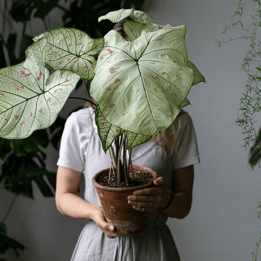Plant Parenting 101 - Tips for the New Plant Parents