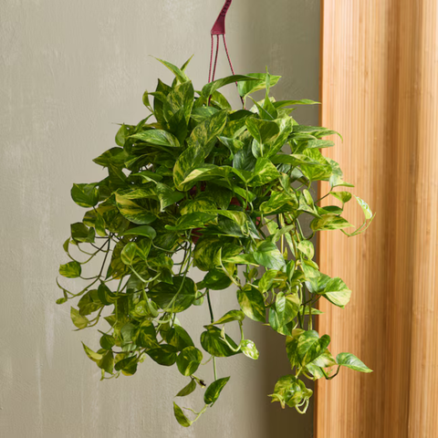 Plants to Bring Good Energy into the New Year