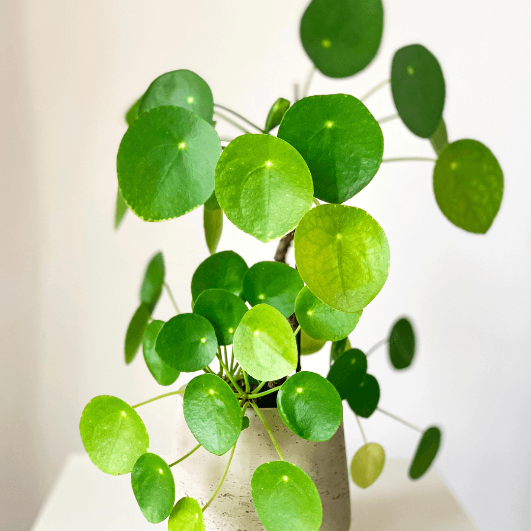 Propagating the Chinese Money Plant: A Step-by-Step Guide