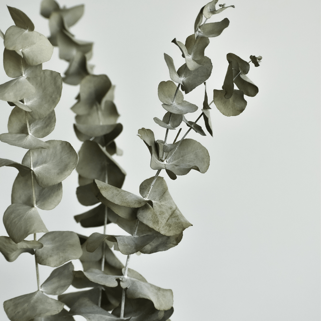 Reap the Benefits of Eucalyptus in Your Shower A Self Care Essential