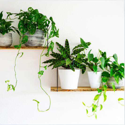 How to Care for Your Plants Before You Head Out on Vacation
