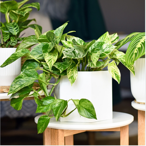 Easy-Care Plant Gift Guide for Beginners