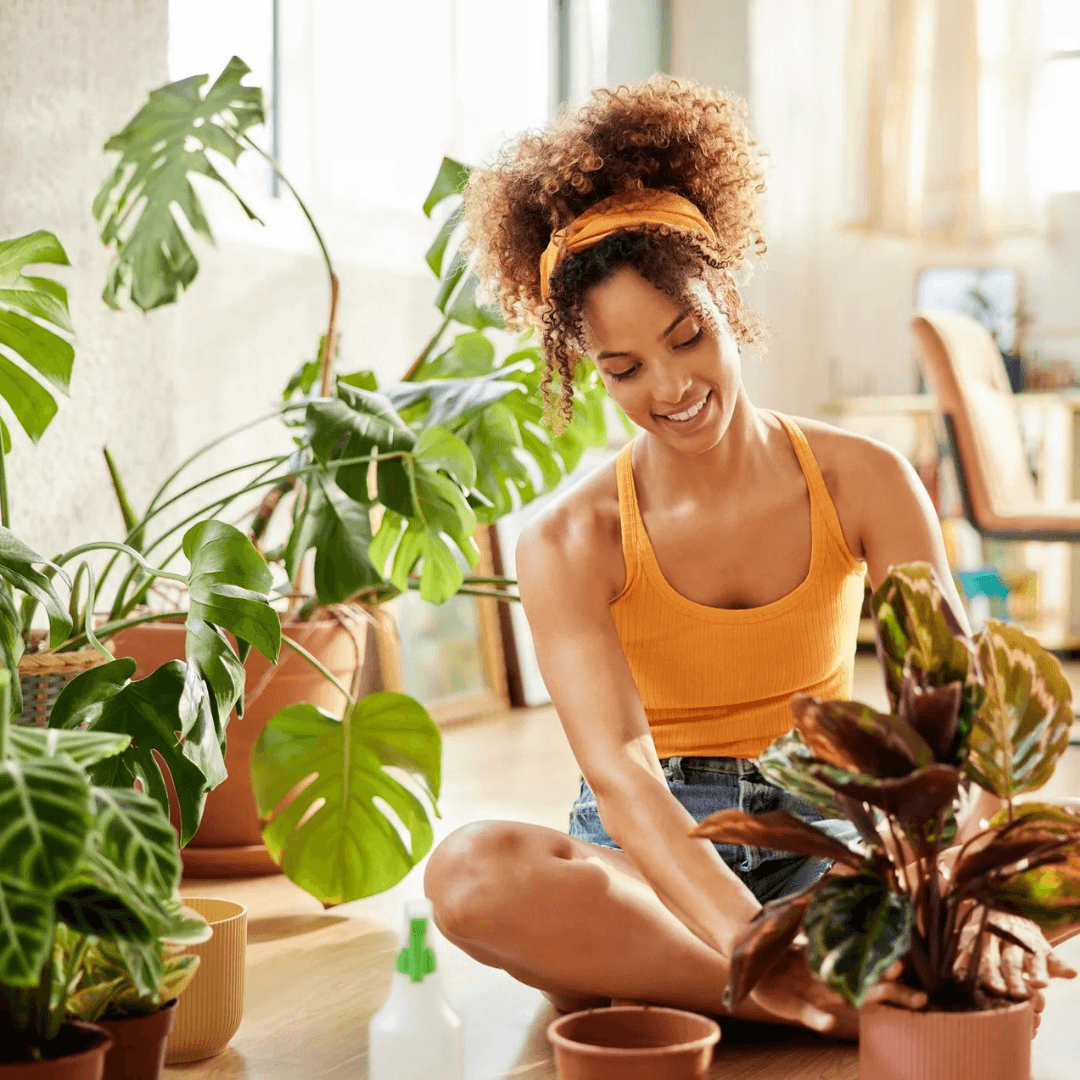 Spring Cleaning For Your Indoor Plants