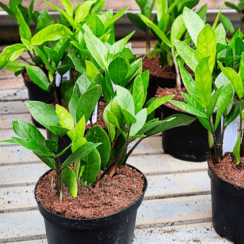 The 5 Best Low-Light Plants for your Home or Office