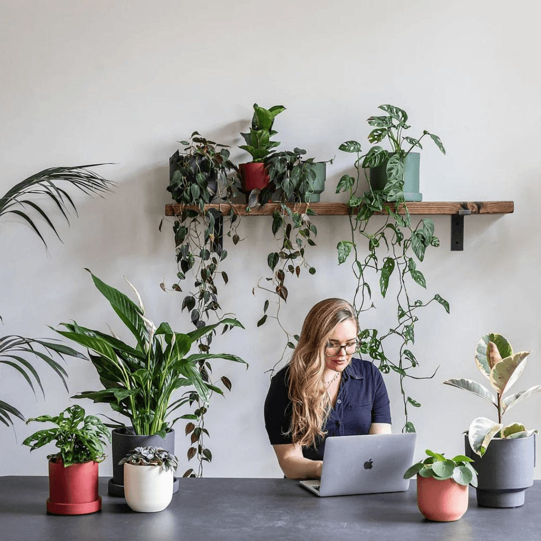 The Benefits Of Adding Houseplants To Your Office Space