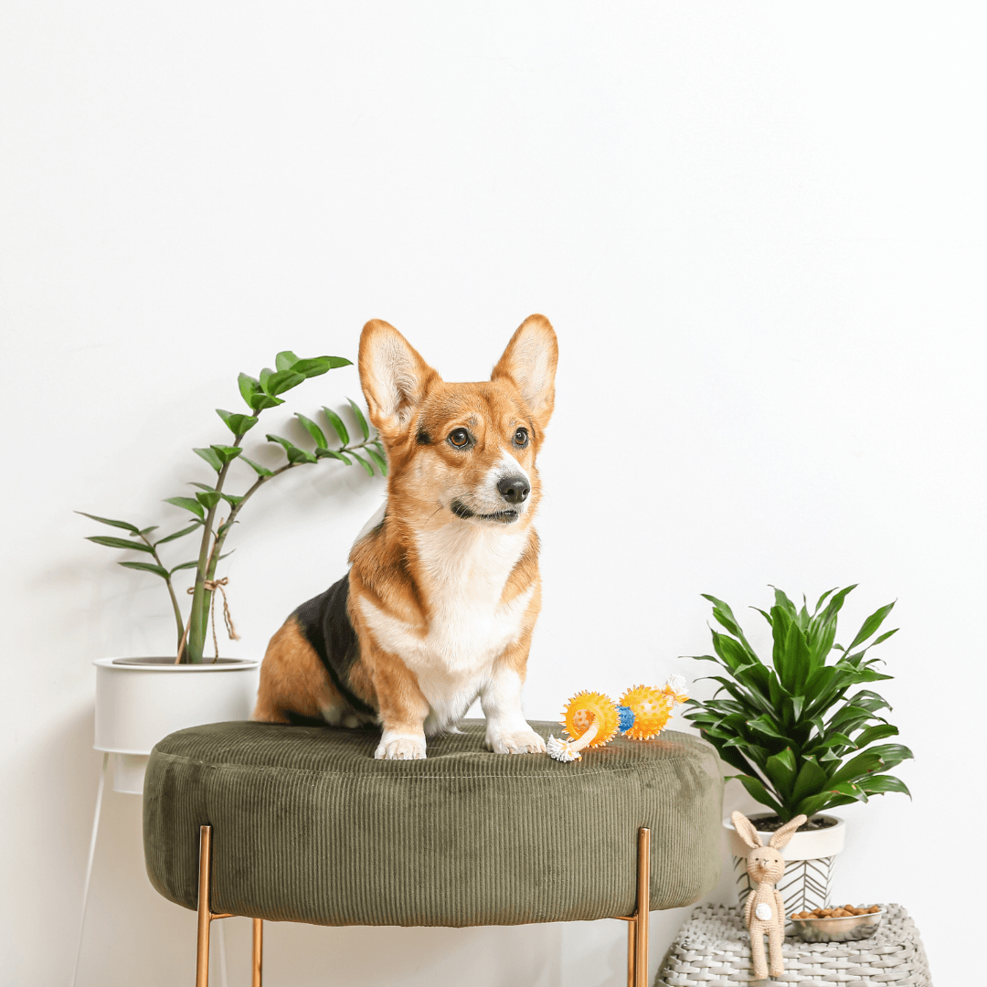 Bring Nature Indoors with these Pet Friendly Houseplants