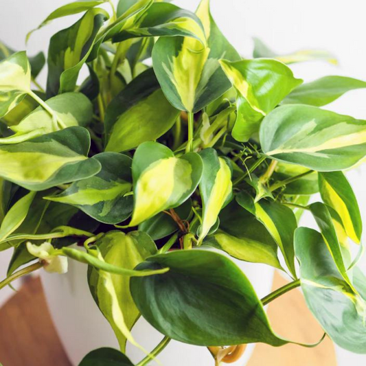 Preparing Your Houseplants for Spring and Summer: Essential Tips for Thriving Indoor Gardens