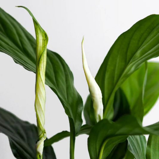 The Best Plants for Low Light: Bringing Greenery to Dim Spaces