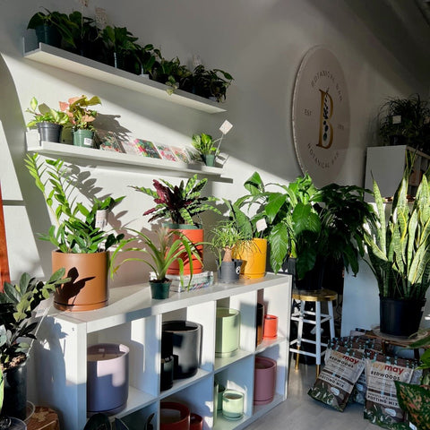 The Botanical Bar – Indianapolis' Finest Houseplants