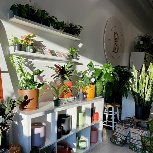 The Botanical Bar – Indianapolis' Finest Houseplants