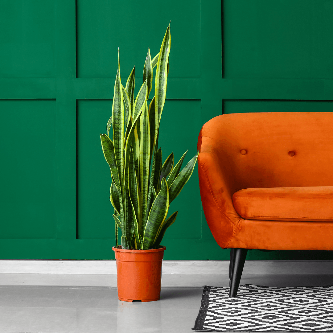 The Green Way to Wellness: Why Houseplants are Good for You