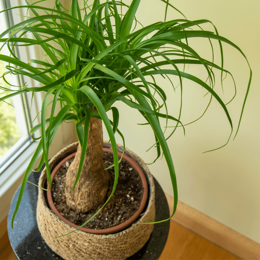 The Low Maintenance Plant Lover's Guide to Growing a Ponytail Palm