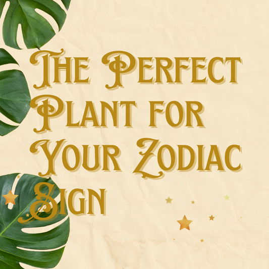 The Perfect Plant for Your Zodiac Sign