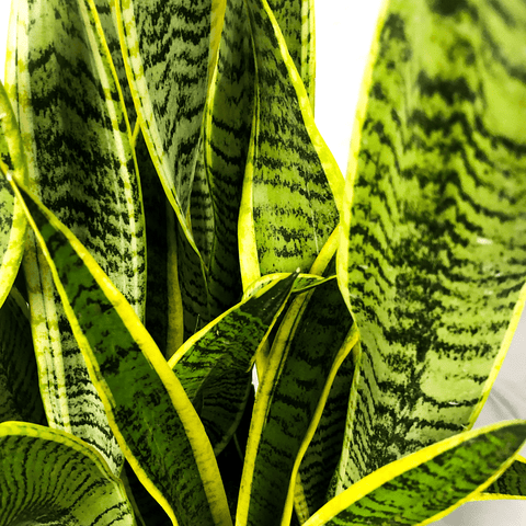 The Remarkable Pest-Resistant Qualities of Snake Plants