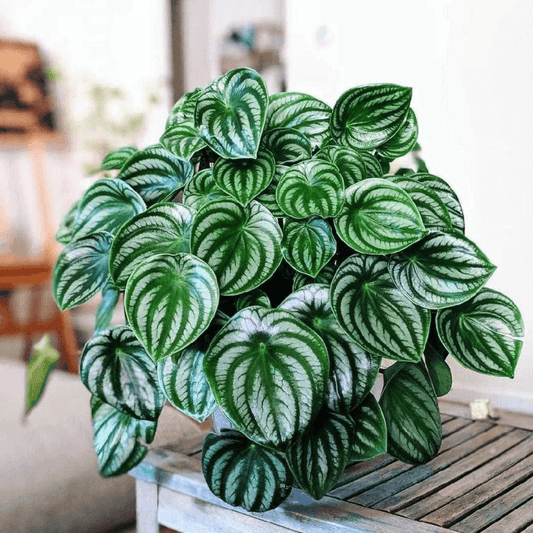 The Ultimate Guide: How to Care for Watermelon Peperomia - Top Tips and Techniques
