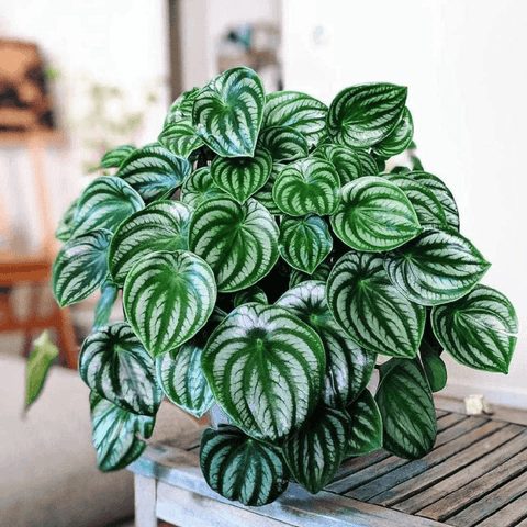 How to Care for Watermelon Peperomia
