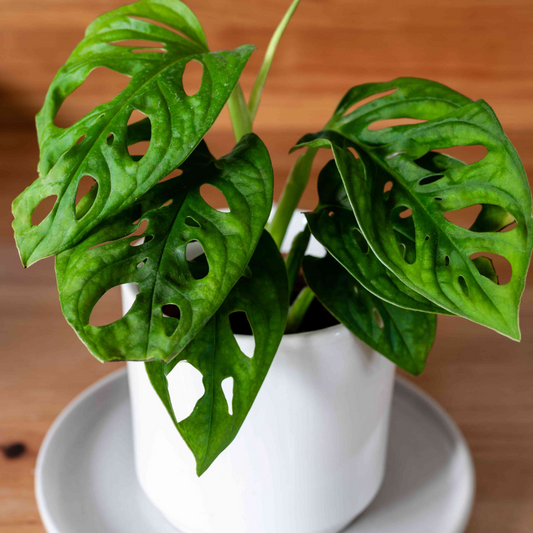 The Ultimate Guide: How to Care for Your Swiss Cheese Plant Like a Pro