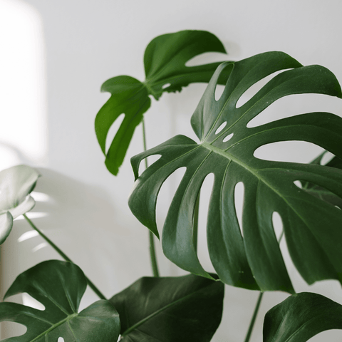 The Ultimate Guide: How to Care for a Monstera Deliciosa