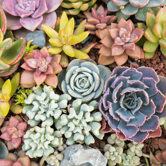 The Ultimate Guide to Caring for Succulents: Tips for Thriving Plants