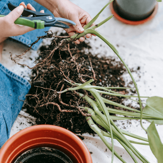 The Ultimate Guide to Trimming Indoor Houseplants: A Step-by-Step Tutorial