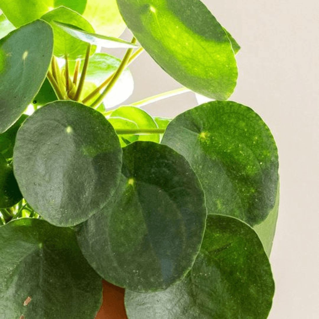 Three Houseplants that will Bring Luck and Positive Energy into Your Life