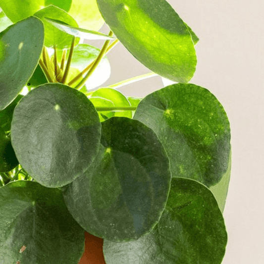 Three Houseplants that will Bring Luck and Positive Energy into Your Life