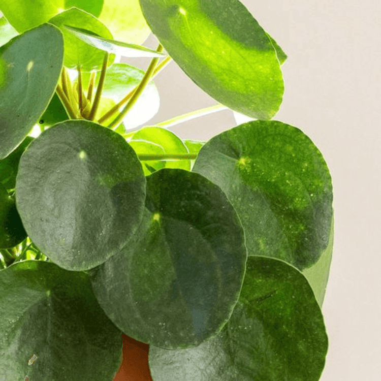 Three Houseplants that will Bring Luck and Positive Energy into Your