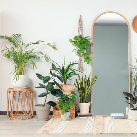 Transform Your Home with Beautiful Houseplants