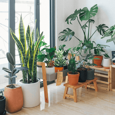 Understanding Natural Light for Houseplants