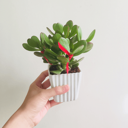 Unlocking Luck: The Best Houseplants To Bring Good Fortune In The New Year