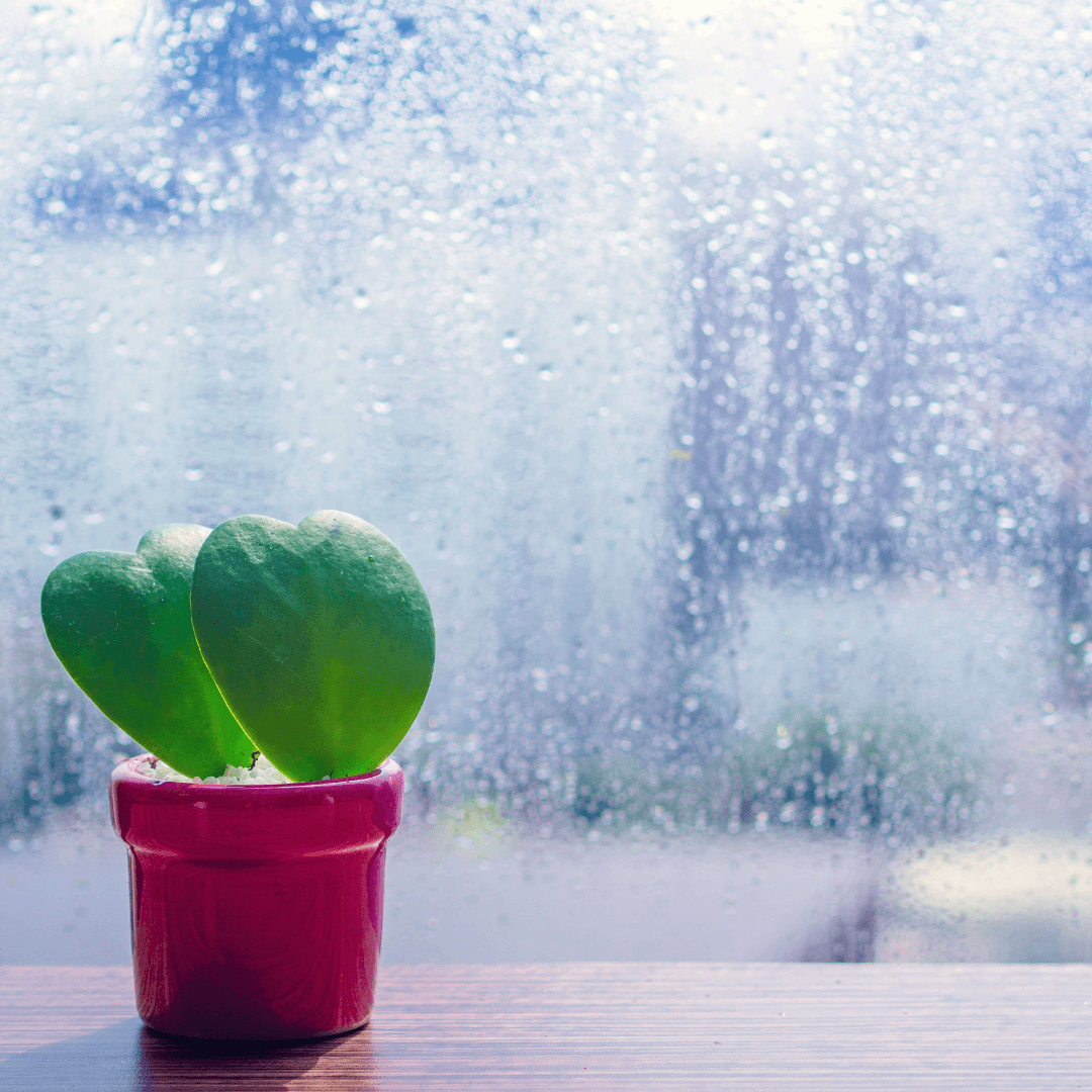 Unlocking The Benefits Of Rainwater For Houseplants