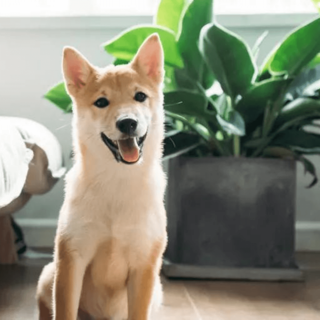 5 Pet-Friendly Plants To Liven Up Your Space