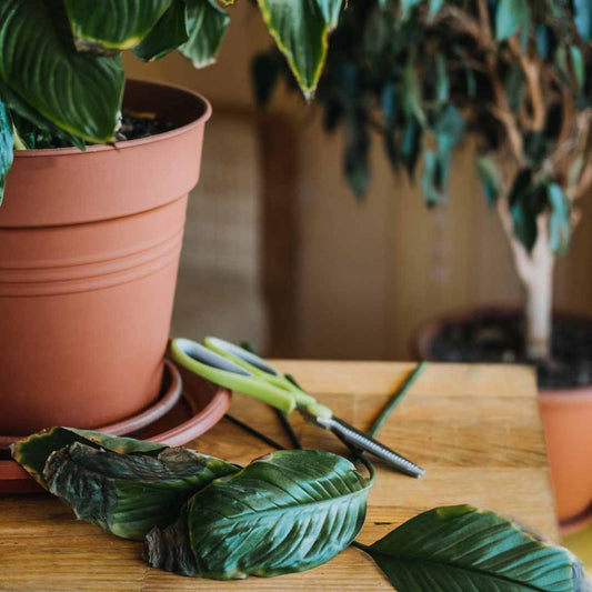 Transitioning Your Houseplants for Fall: A Comprehensive Guide