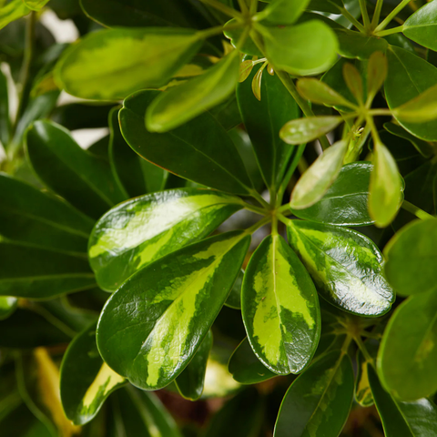 Variegated Umbrella Plant Care Guide