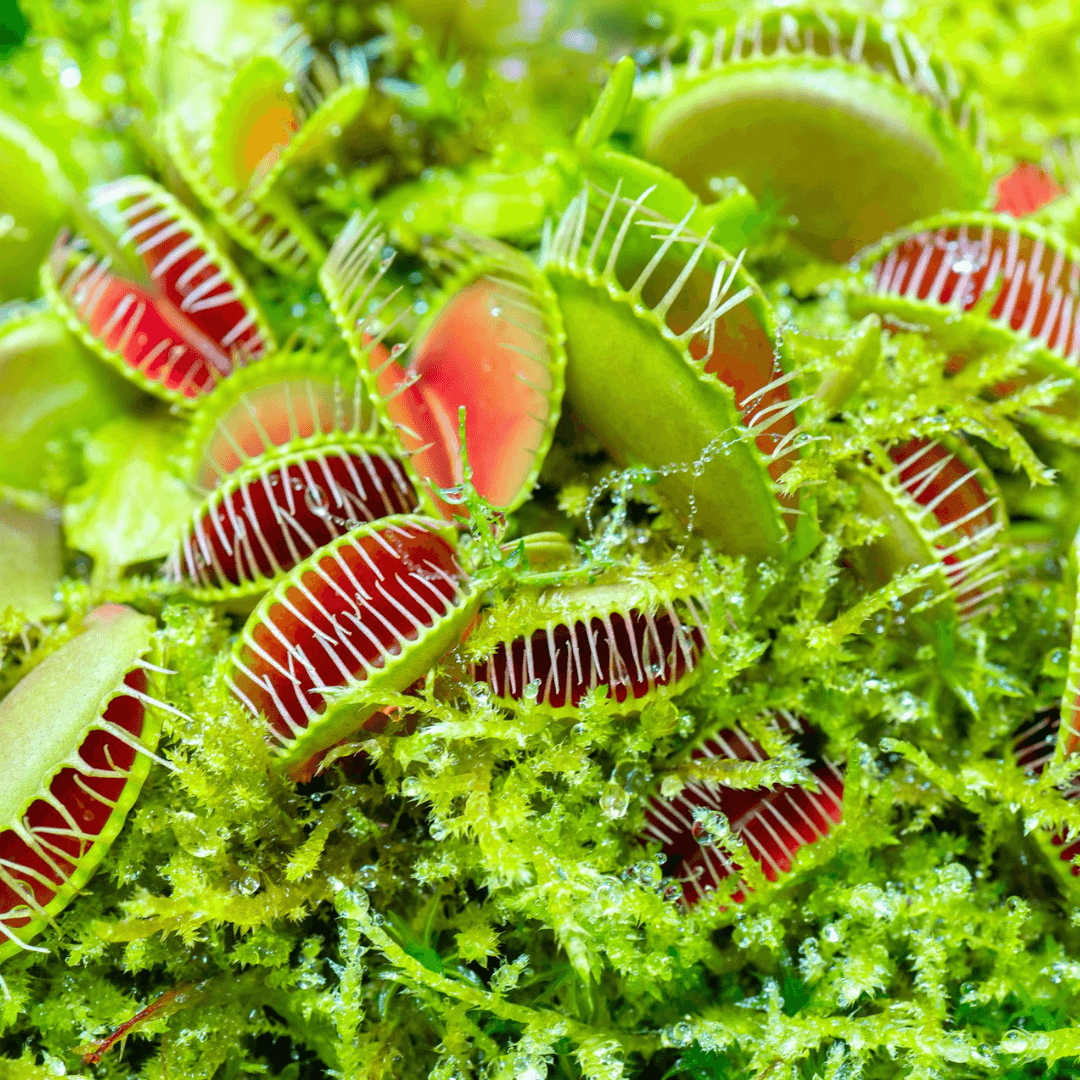 How to care for Venus flytraps