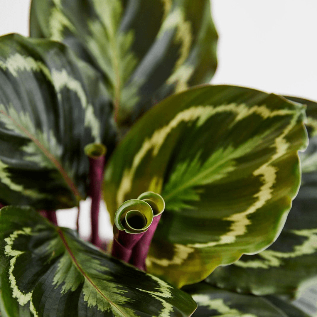 When Is the Best Time to Buy Houseplants? The Botanical Bar
