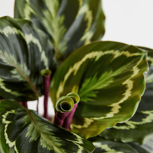 When Is the Best Time to Buy Houseplants?