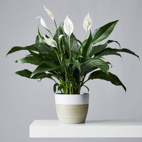 Why Your Peace Lily Stopped Blooming (And Everything Else You Need to Know)