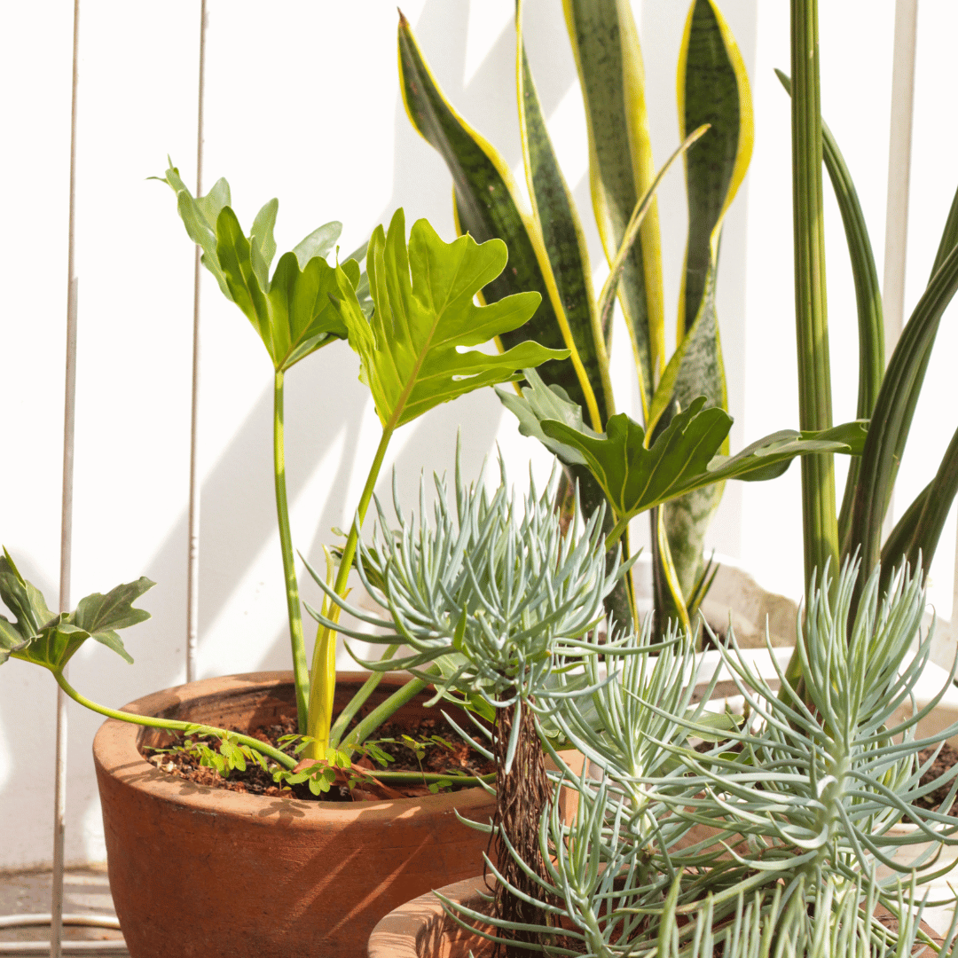 Will Houseplants Die Outside? Unveiling the Truth and Essential Tips