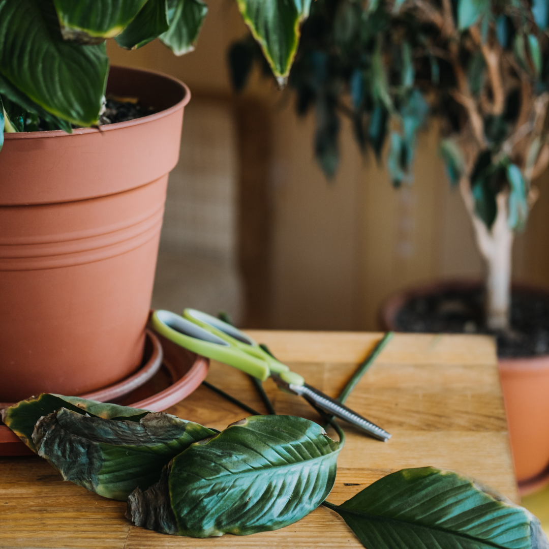 Winter Wonderland: Caring for Your Houseplants During the Chilly Months